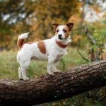 Джек-Рассел-терьер-собака-Описание-особенности-виды-цена-и-уход-за-породой-6