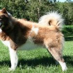 Eskimo husky on the grass