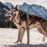 ездовая лайка