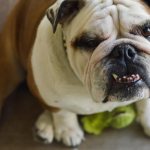 Факты про английского бульдога