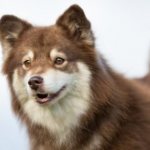 Финский лаппхунд