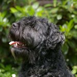 фландрский бувье