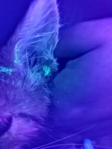 Фото 1 – ЛД-диагностика (лиминисцентная диагностика) при помощи лампы Вуда. Пораженные грибком волосы имеют характерное яркое зеленоватое свечение