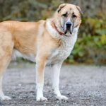 фото алабай