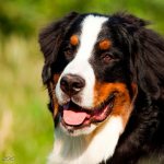 фото большой швейцарский зенненхунд