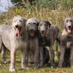 фото ирландского волкодава