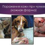 'Фото из презентации "Чума плотоядных