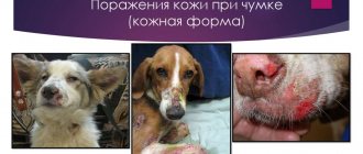 'Фото из презентации "Чума плотоядных