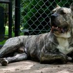 фото Канарского дога