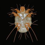 фото клеща Саркоптоза у собаки