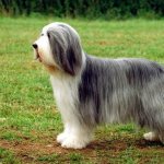 Фото собаки биардид.