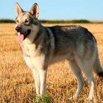 фото волкособа