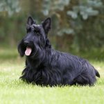 Фотография Скотч-терьер