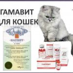гамавит и форте для кошек