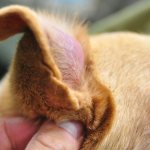 ear hematoma in a dog