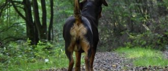 Hemorrhoids in dogs