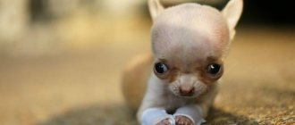 Гидроцефалия у собак