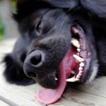 гингивит у собак, или воспаление десен у собак