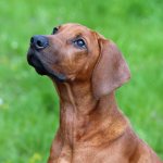 Гипотиреоз у собак