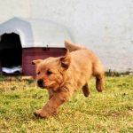 Глистогонное для собак перед прививкой