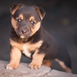 глисты у щенка 2 месяца