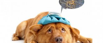 Глисты у щенков и собак