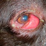 гноятся глаза у йорка лечение