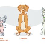 Голые собаки, пожилые, кормящие