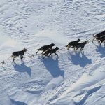 гонки на собачьих упряжках на аляске