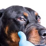 гоняться и краснеют глаза собаки