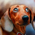 Грустная такса