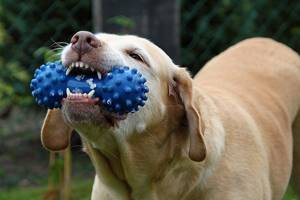Грызальные игрушки для чистки зубов собаке