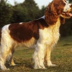 Характер собаки