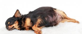 Характерные состояния при ложной беременности у собак