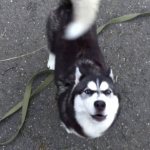 Husky howls