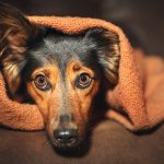 Холецистит у собак