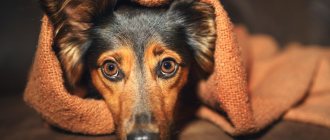 Cholecystitis in dogs