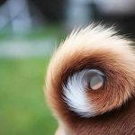 dog tail