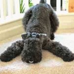 Игривый Керри блю терьер