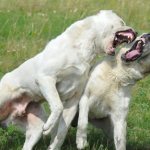 игровая агрессия