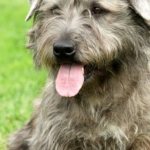 Ирландский Глен оф Имаал терьер