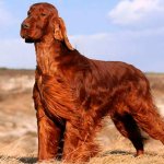 Ирландский красный сеттер фото