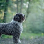 Испанская водяная собака на природе