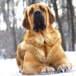 Используются для охраны и пасьбы