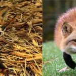 источник бешенства - красные лисицы