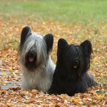 История древней породы