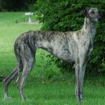 История породы арабской борзой