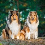 История породы