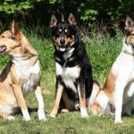 История происхождения.