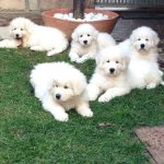 Итальянская овчарка (фото)